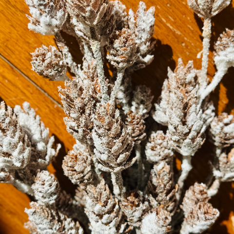 Set of 2 Frosted Hemlock Pinecone Picks for Just Jill-BOGO OFFER