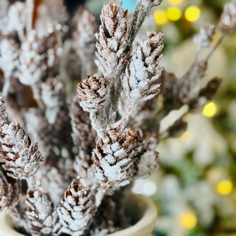 Set of 2 Frosted Hemlock Pinecone Picks for Just Jill-BOGO OFFER