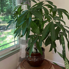 Load image into Gallery viewer, Roberta&#39;s Money Tree Woven Houseplant
