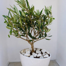 Load image into Gallery viewer, Roberta&#39;s Arbequina Olive Tree
