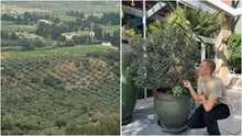 Load image into Gallery viewer, Roberta&#39;s Arbequina Olive Tree
