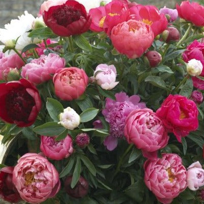 Roberta's Peonies Victorian Bounty of Blooms 3 pc