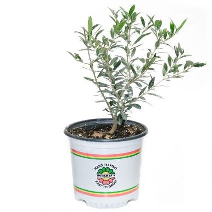 Roberta's Arbequina Olive Tree