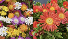 Load image into Gallery viewer, Roberta&#39;s Ice Plants Hardy WOW® Mix 6 pc.
