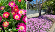 Load image into Gallery viewer, Roberta&#39;s Ice Plants Hardy WOW® Mix 6 pc.
