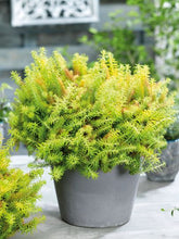 Load image into Gallery viewer, Roberta&#39;s 6pc Sedum Stonecrop Groundcover Collection
