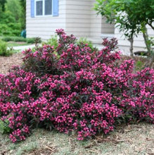 Load image into Gallery viewer, Roberta&#39;s 1-pc Weigela Proven Winners Spilled Wine

