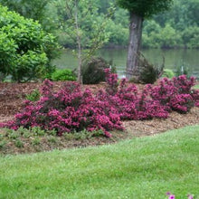 Load image into Gallery viewer, Roberta&#39;s 1-pc Weigela Proven Winners Spilled Wine
