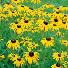 Load image into Gallery viewer, Roberta&#39;s Garden Black-Eyed Susan Little Suzy Live Plant 3-pc
