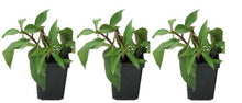 Load image into Gallery viewer, Roberta&#39;s Garden Black-Eyed Susan Little Suzy Live Plant 3-pc
