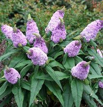 Load image into Gallery viewer, Roberta&#39;s Proven Winners® Butterfly Bush Pugster® Close Up
