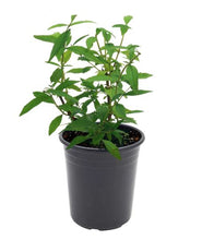 Load image into Gallery viewer, Roberta&#39;s Proven Winners® Butterfly Bush Pugster® Plant
