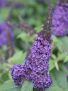 Load image into Gallery viewer, Roberta&#39;s Proven Winners® Butterfly Bush Pugster®
