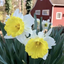 Load image into Gallery viewer, Roberta&#39;s Large Cup Daffodil Mix Close Up
